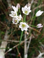 Amaryllidaceae
