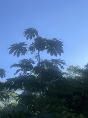 Cecropia