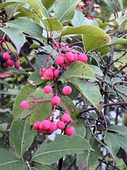 Viburnum cassinoides image