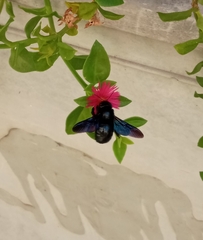 Xylocopa violacea