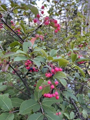 Viburnum cassinoides image