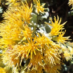 Ericameria cuneata spathulata