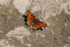 Polygonia gracilis