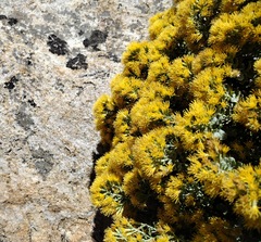 Ericameria cuneata spathulata