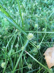 Cyperus brevifolius