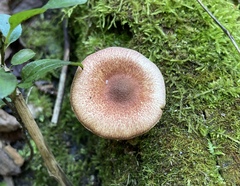 Tricholomopsis rutilans