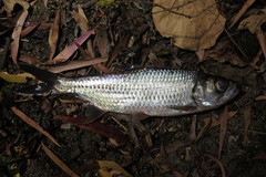 Megalops cyprinoides