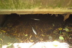 Megalops cyprinoides