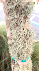 Ramalina farinacea