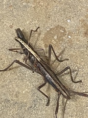 Anisomorpha buprestoides