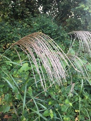 Miscanthus