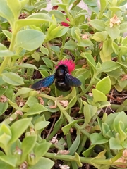 Xylocopa violacea