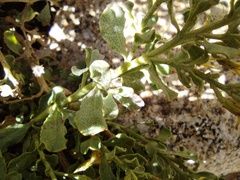 Ericameria cuneata spathulata