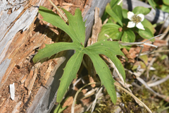 Petasites frigidus