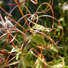 Epilobium