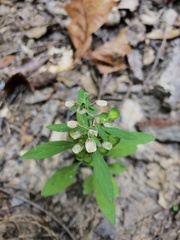 Scutellaria integrifolia