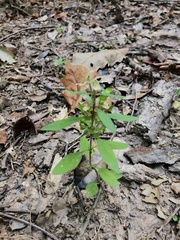 Scutellaria integrifolia