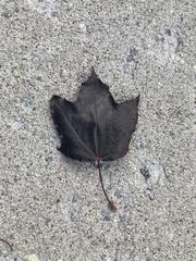 Acer rubrum
