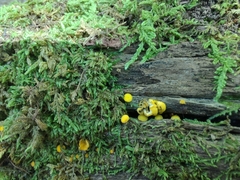 Calycina citrina