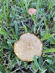 Aureoboletus flaviporus