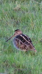 Gallinago paraguaiae