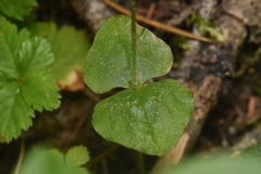 Neottia cordata