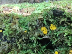 Calycina citrina