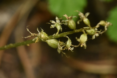Neottia cordata