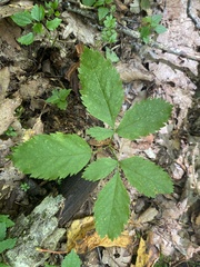 Ligusticum canadense
