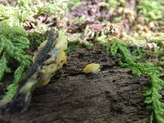 Calycina citrina