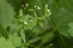 Galium