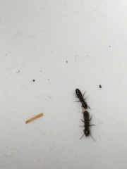 Reticulitermes hesperus