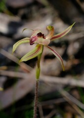 Caladenia cardiochila