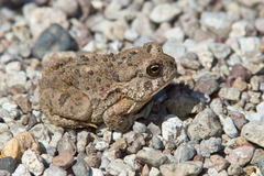 Anaxyrus microscaphus
