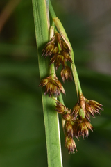 Juncus