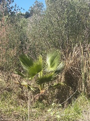 Washingtonia robusta