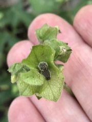 Mirabilis nyctaginea