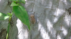 Anasa