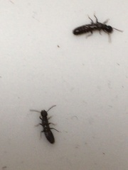 Reticulitermes hesperus