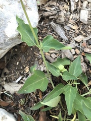 Mirabilis nyctaginea