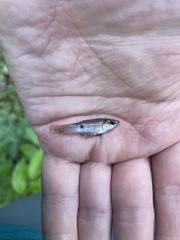 Poecilia mexicana