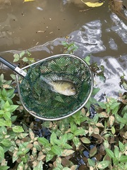 Herichthys carpintis