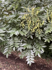 Styphnolobium