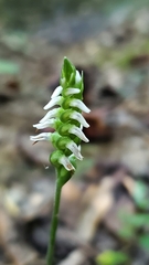 Spiranthes ovalis