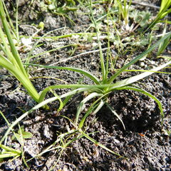 Triglochin palustris