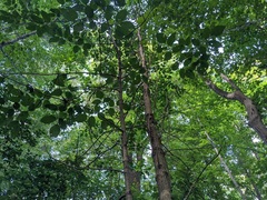 Fraxinus quadrangulata