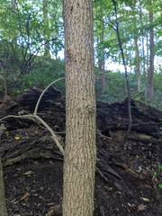 Fraxinus quadrangulata