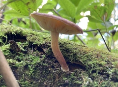 Tricholomopsis rutilans