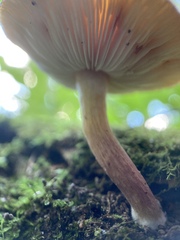 Tricholomopsis rutilans