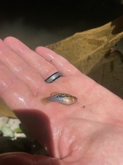 Xiphophorus variatus